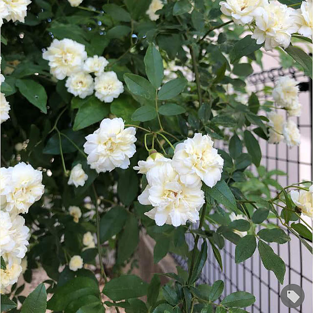 an336さんの実例写真