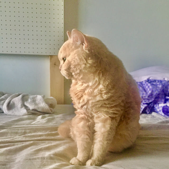 naokoさんの実例写真