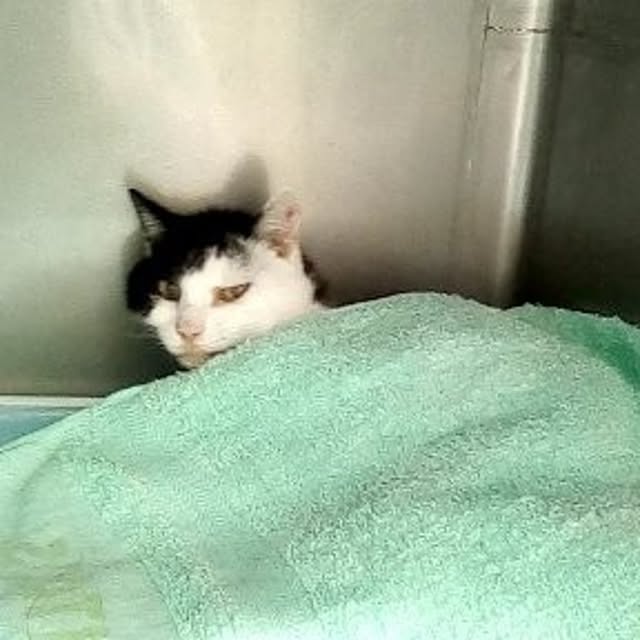 catloveさんの実例写真