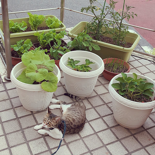 yurari.bonnさんの実例写真