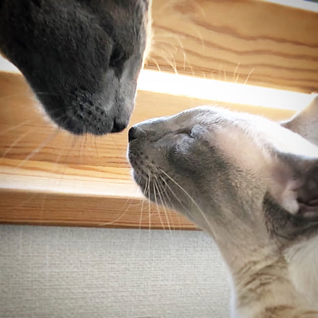 mujinekoさんの実例写真