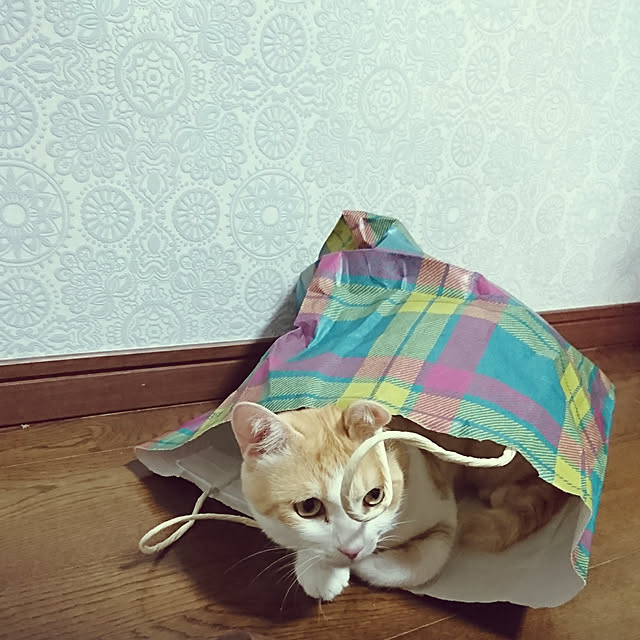 sango68さんの実例写真