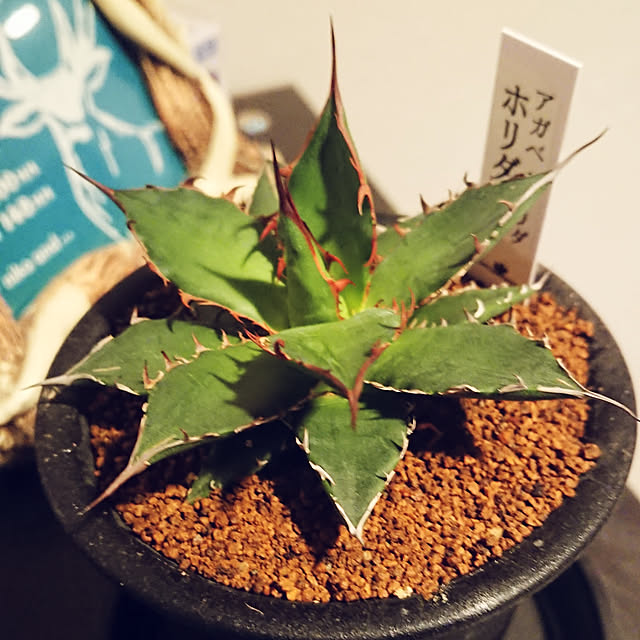 ot-gardenさんの実例写真