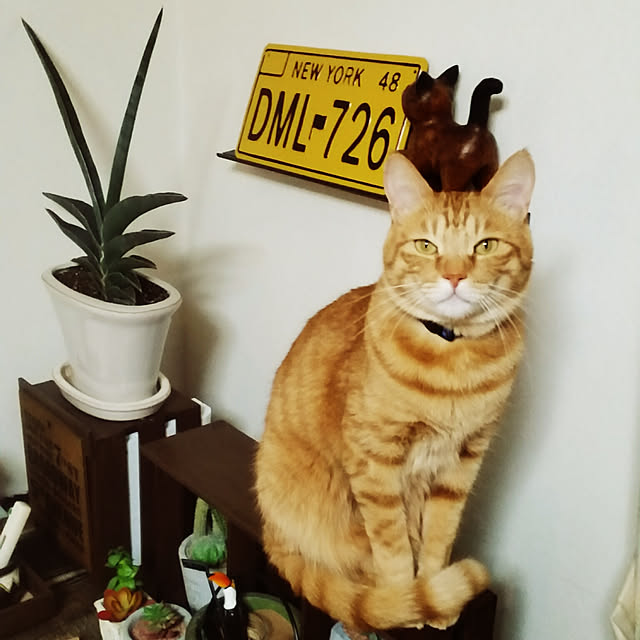 kichiさんの実例写真