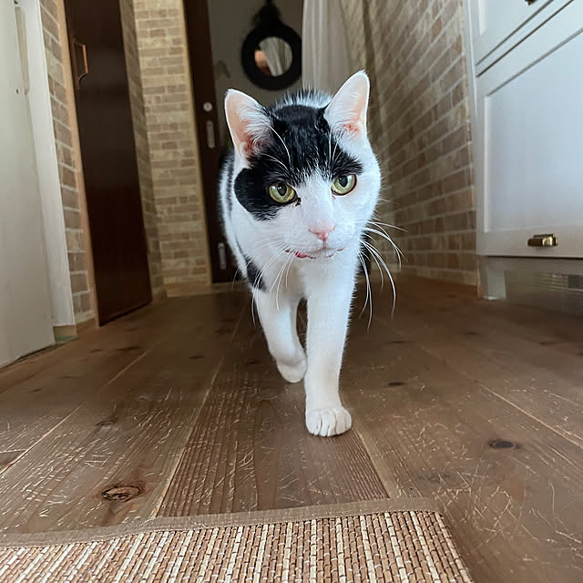 nekosamaさんの実例写真