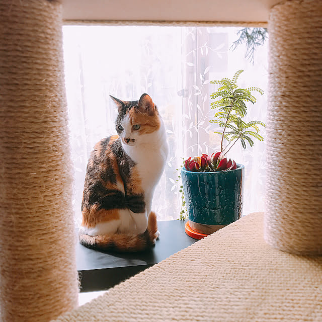 nyanko-beamさんの実例写真