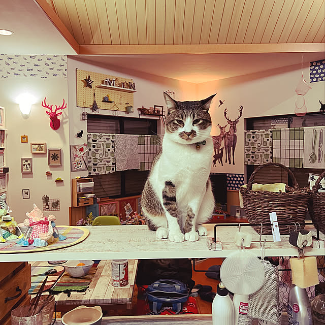 jijiさんの実例写真