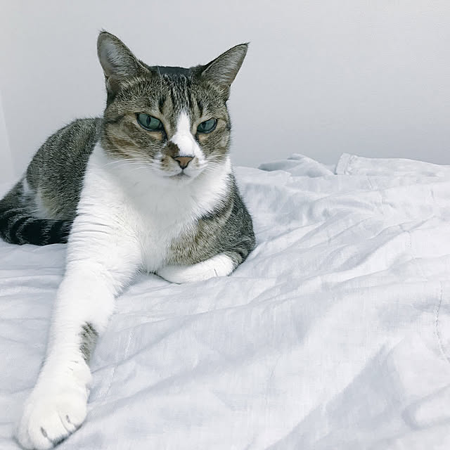 nicoさんの実例写真