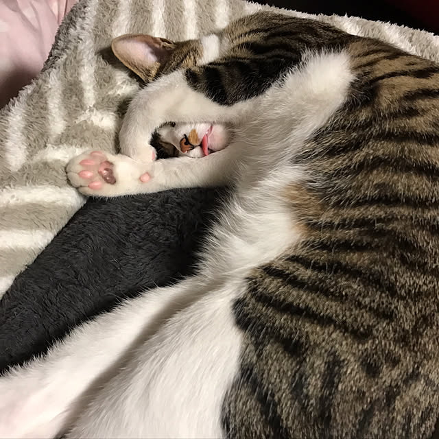noikoさんの実例写真