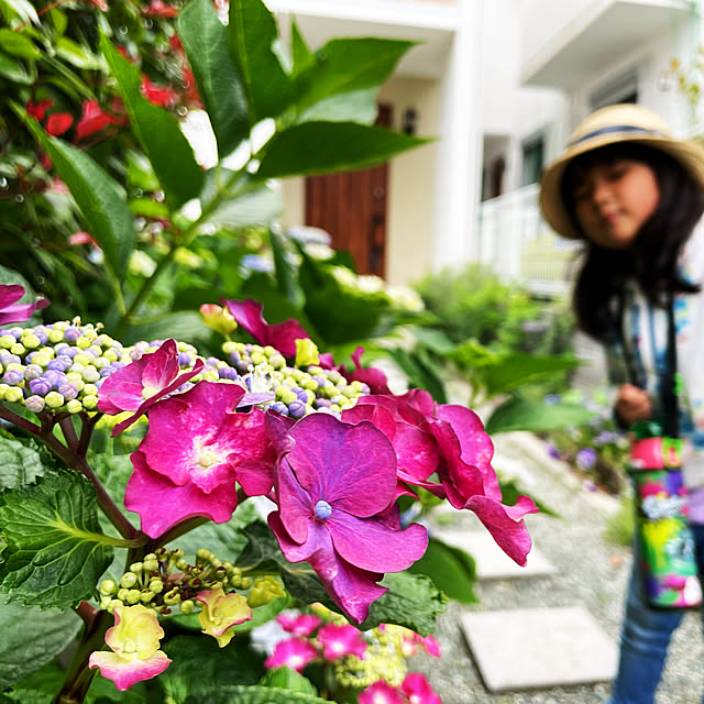 紫陽花/花壇 手作り/満開/花のある暮らし/ガーデニング初心者...などのインテリア実例 - 2022-07-10 22:50:32