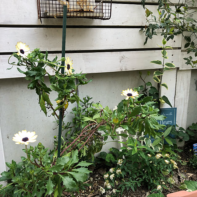 nokoさんの実例写真