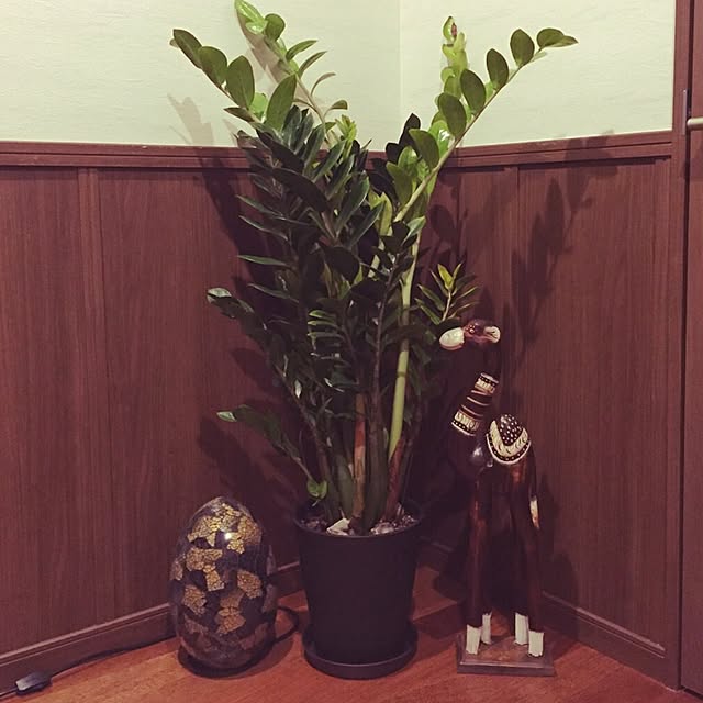 玄関/入り口/観葉植物/YELLOWBOXの雑貨のインテリア実例 - 2016-04-18 00:45:55