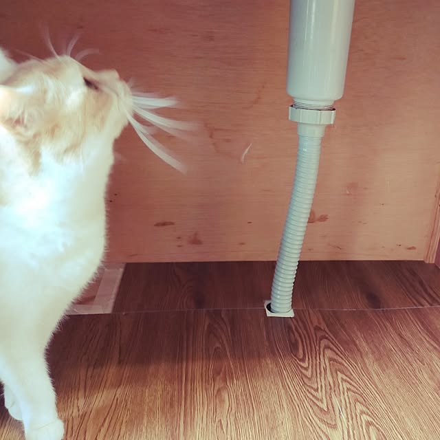 kobakissaさんの部屋