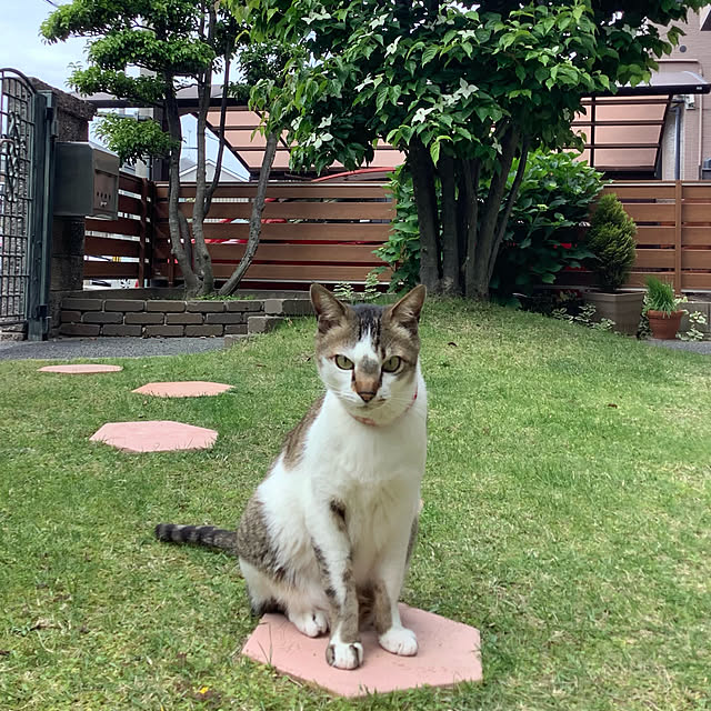 haruminさんの実例写真