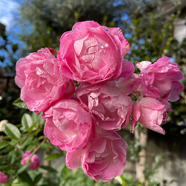 ronronさんの実例写真