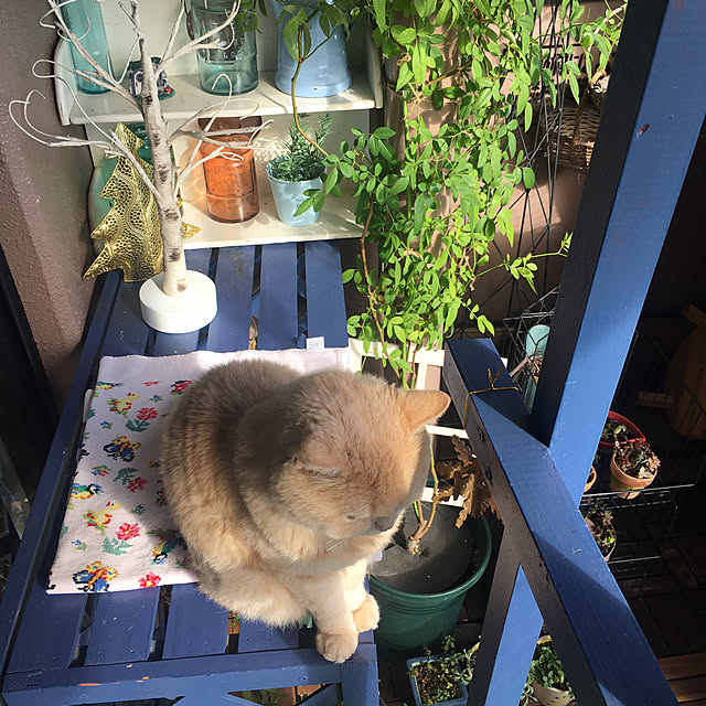 naokoさんの部屋