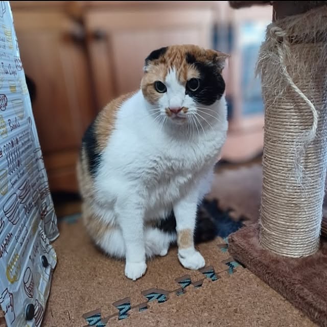 nanaさんの部屋