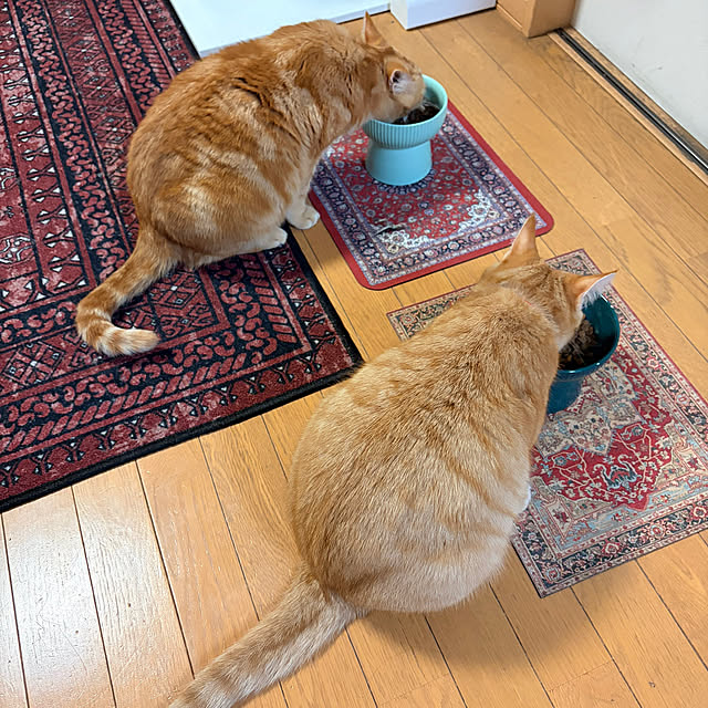 okogeさんの実例写真