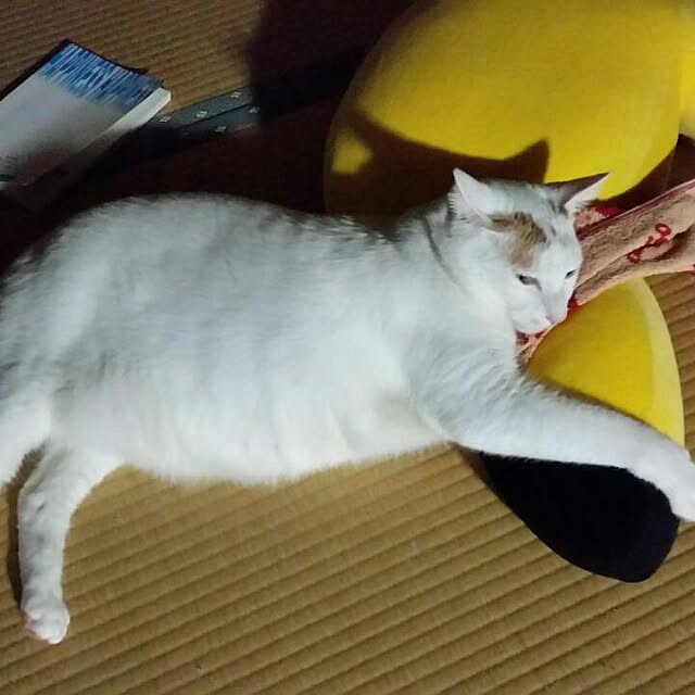 Yukikoさんの実例写真