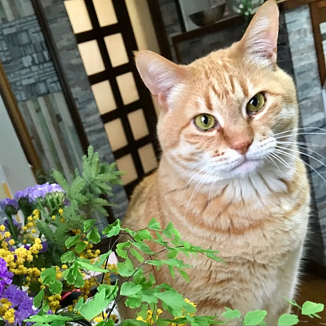 tututu0204さんの実例写真