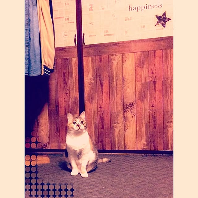 meecoさんの実例写真