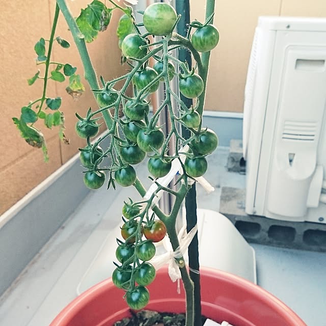 mokoさんの実例写真