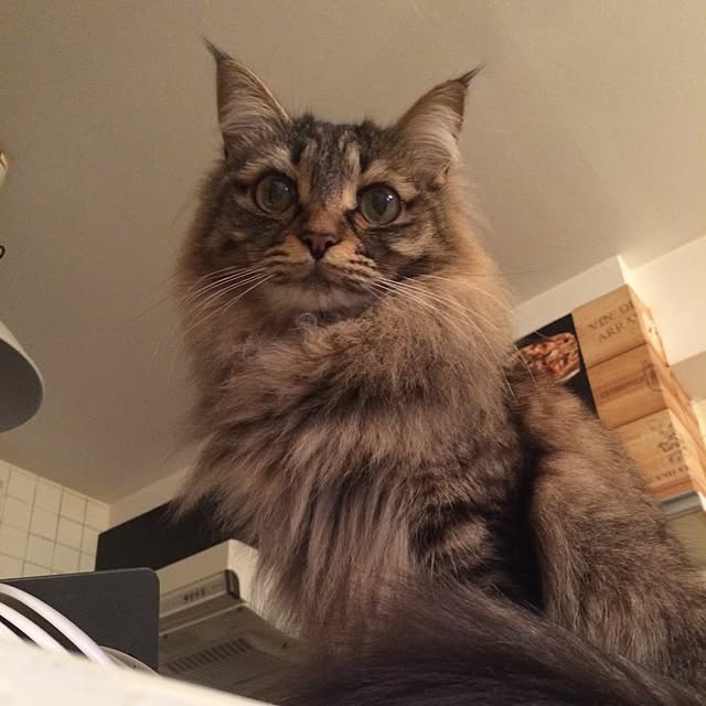 araさんの実例写真
