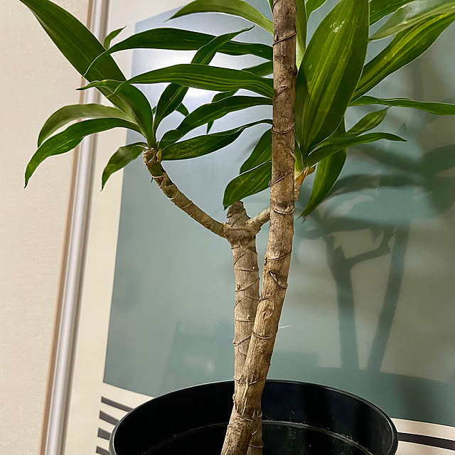 shidakaさんの部屋