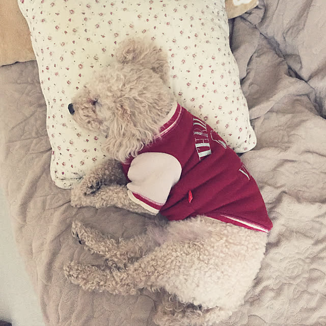 mocomocoyuuさんの実例写真