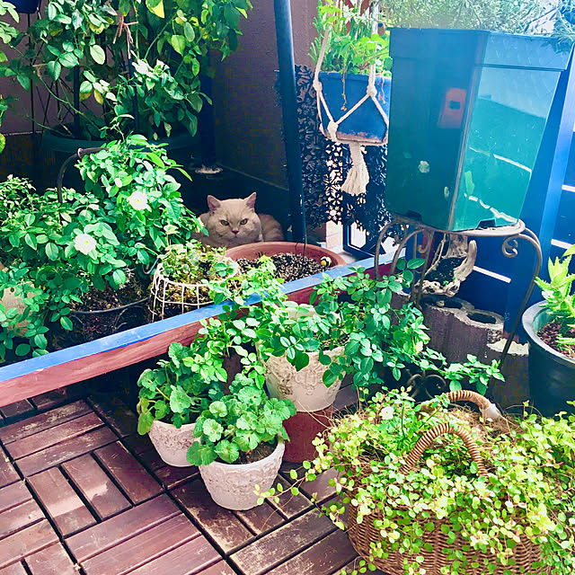 naokoさんの部屋