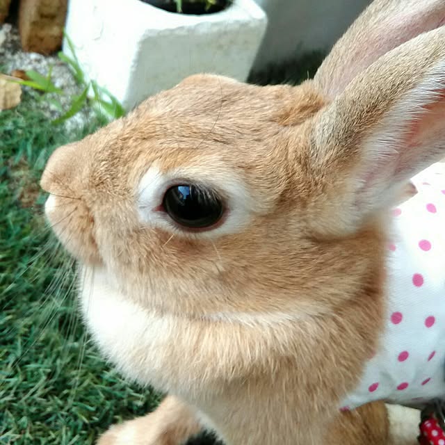 hirariさんの実例写真