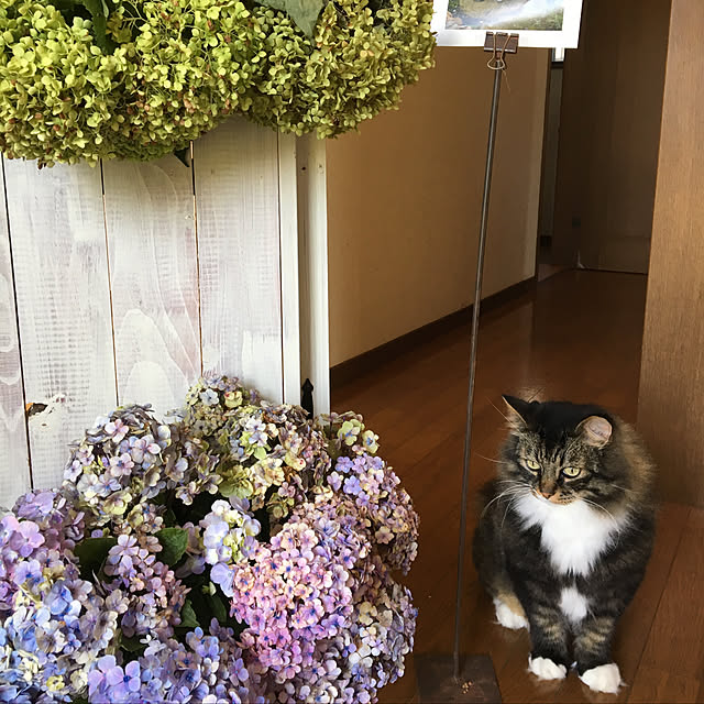 Kumiko_nyanさんの実例写真
