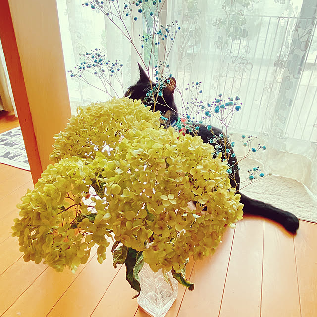moolさんの実例写真