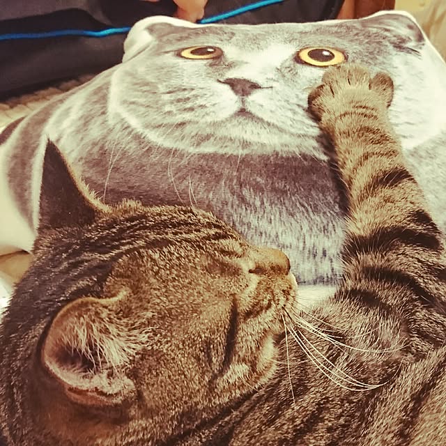 maoshinさんの実例写真