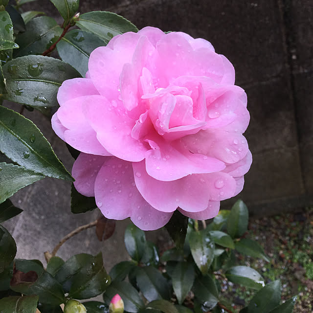 richanさんの実例写真