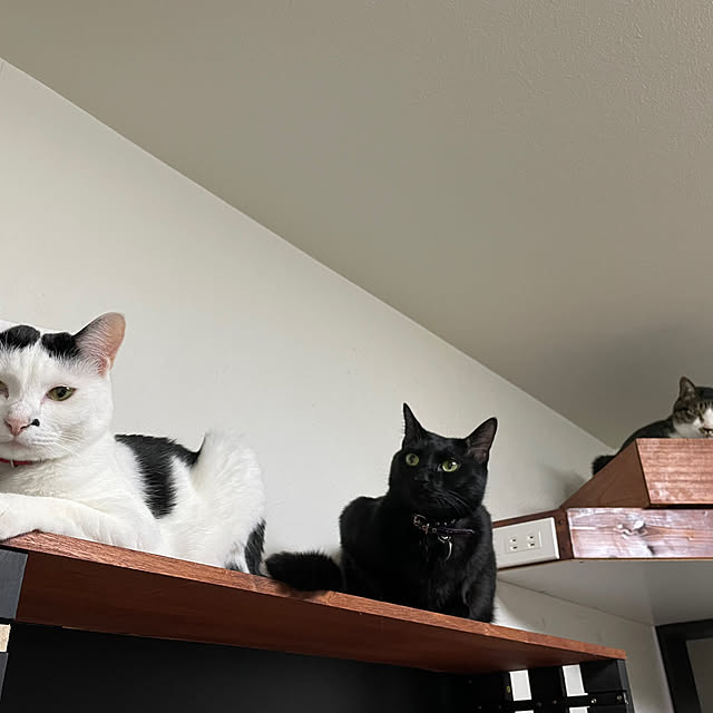 coolcats0528さんの実例写真