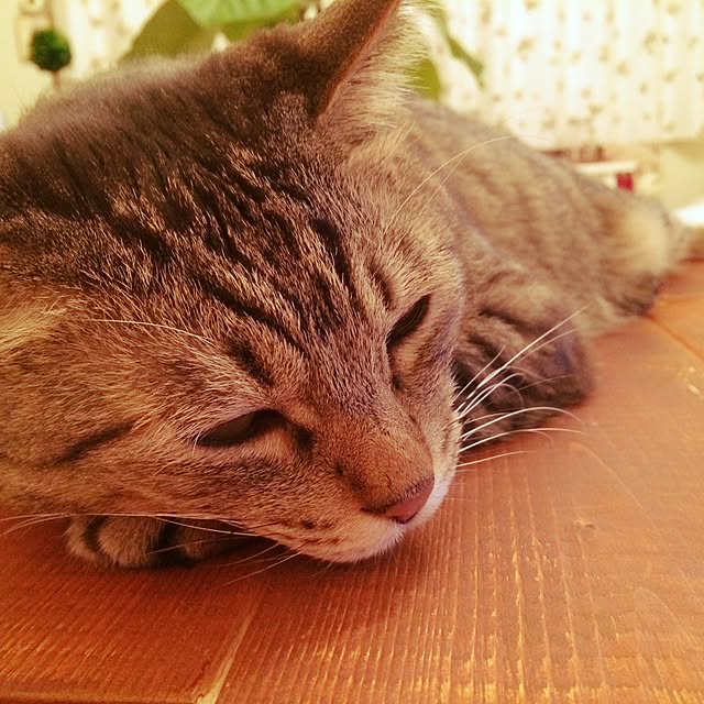 kotajiroさんの実例写真