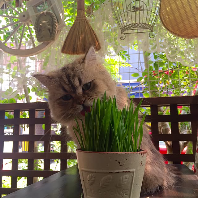 butachanさんの実例写真