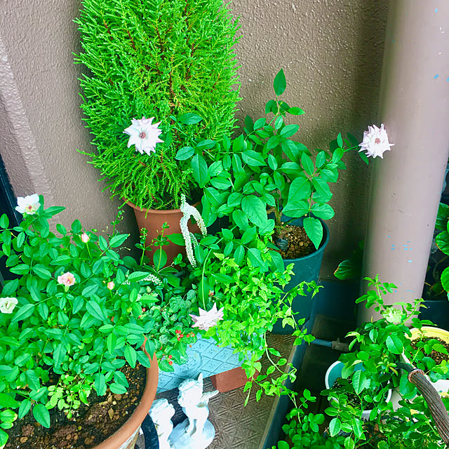 naokoさんの部屋