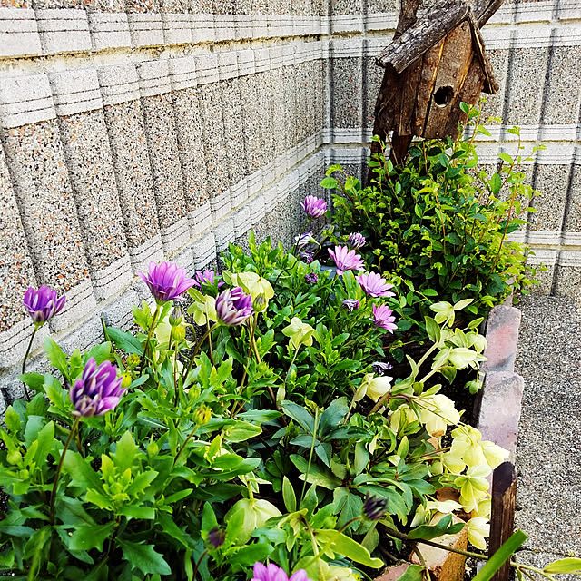 isamoさんの実例写真