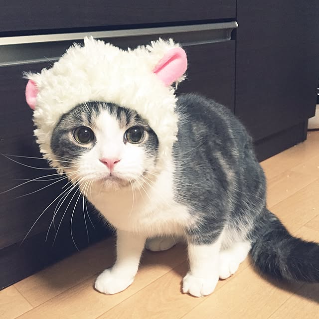 tansukeさんの実例写真