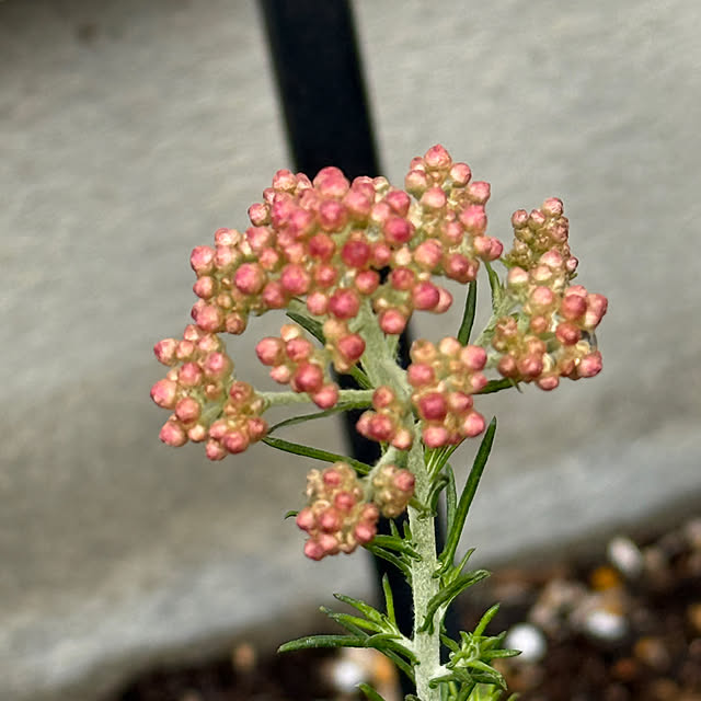 zuccoさんの部屋