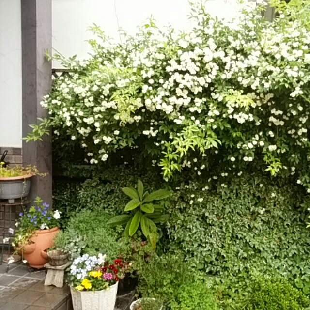 sizuchanさんの実例写真