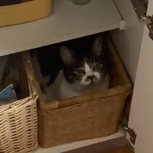 sakuさんの実例写真