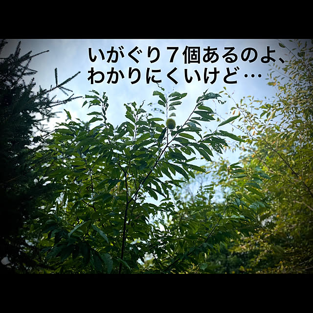 marusanさんの実例写真