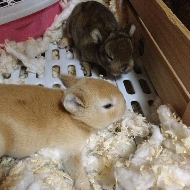 ChocolateNandasさんの実例写真