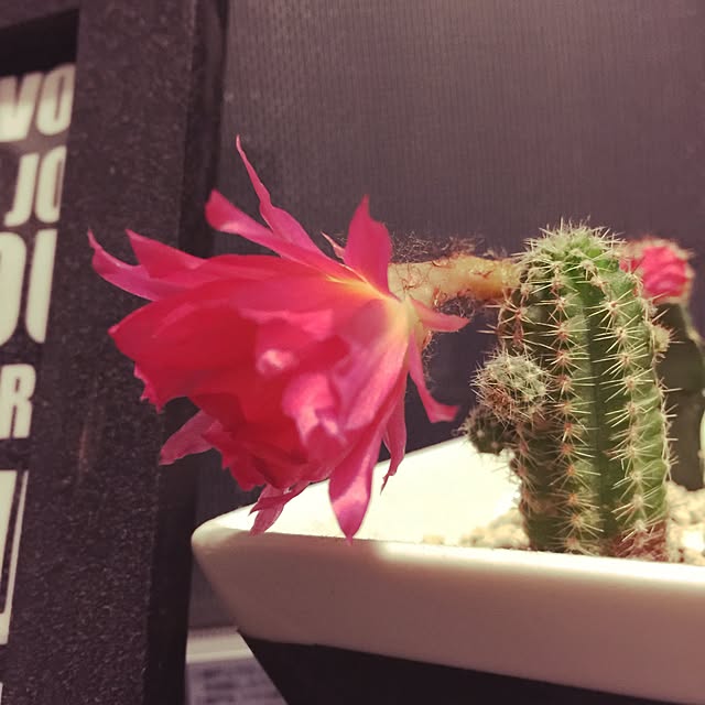 sykさんの実例写真