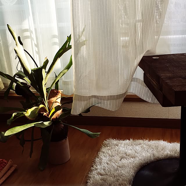 chanさんの実例写真