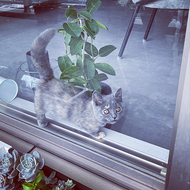 nineさんの実例写真