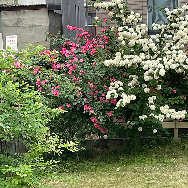 cheeさんの部屋